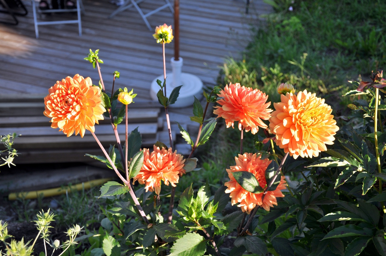 20100803-0097